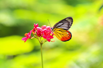 macro closeup side view of butterfly