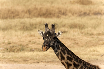 Giraffe head and neck looking at camera with brown nose, dried grass in background. Tarangire National Park, Tanzania, Africa
