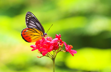 macro closeup side view of butterfly