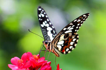 Obraz na płótnie Canvas macro closeup side view of butterfly
