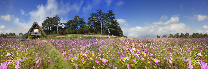 imaging of beautiful high mountain flower with nice background view