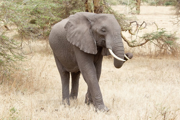 Fototapeta premium African elephant (Loxodonta africana)