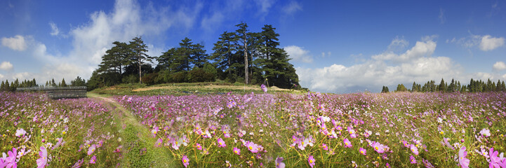 imaging of beautiful high mountain flower with nice background view