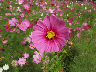 Closed up Vibrant Pink Blooming Cosmos Flower on the Cosmos Field, Thailand 