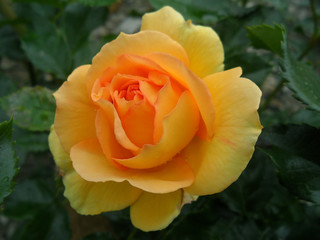 One Yellow Rose with Dewdrop on the Petals 