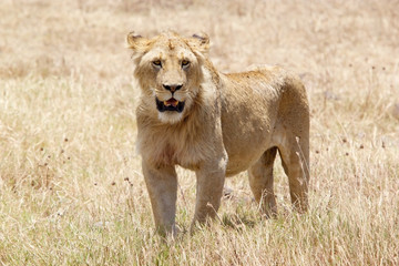 Fototapeta premium African lion (Panthera leo)