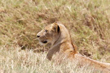 African lioness (Panthera leo)
