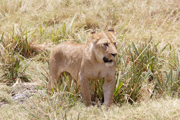 African lion (Panthera leo)