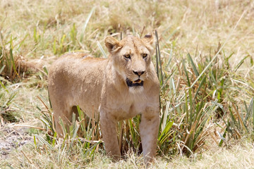 African lion (Panthera leo)