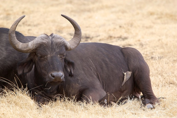 Obraz premium African buffalo (Syncerus caffer)