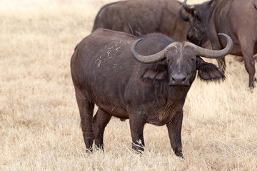 Obraz premium African buffalo (Syncerus caffer)