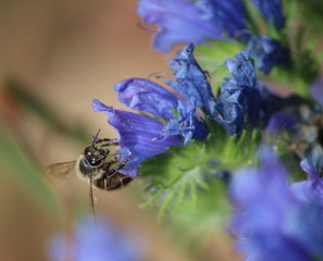 Labeur d'abeille