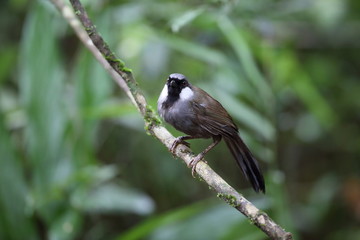 Black-throated laughingthrush (Garrulax chinensis) in Khao Yai National Park, Thailand