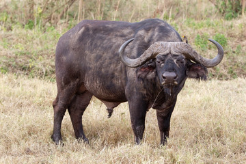 Obraz premium African buffalo (Syncerus caffer)