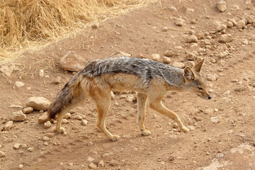 Black backed jackal (Canis mesomelas)