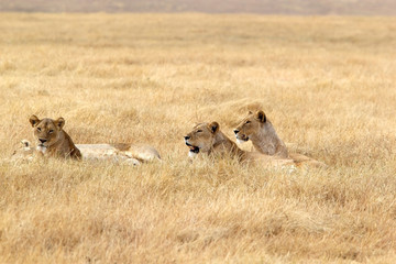 African lioness (Panthera leo)