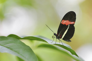 Obraz premium Postman butterfly (Heliconius melpomene rosina) on leaf 