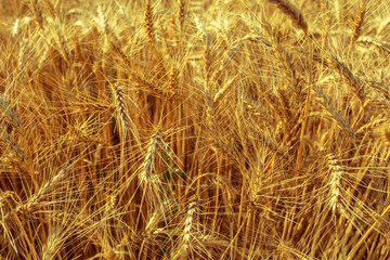 golden wheat field and sunny day