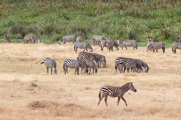 Fototapeta na wymiar African savanna