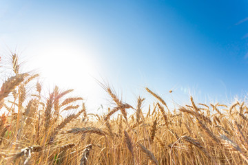 Fototapeta premium golden wheat field and sunny day