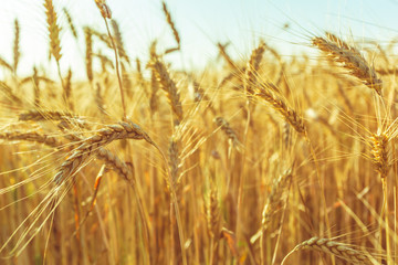 golden wheat field and sunny day