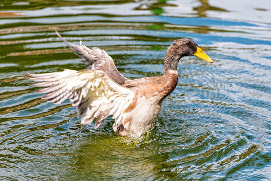 Duck bangs with the wings in the pond