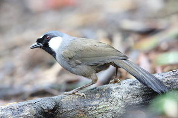 Black-throated laughingthrush (Garrulax chinensis) in Khao Yai National Park, Thailand