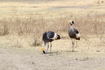 Grey crowned crane (Balearica regulorum)