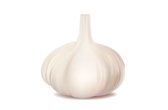 illustration of garlic on white background