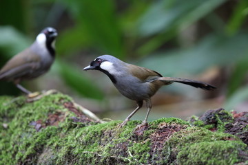 Black-throated laughingthrush (Garrulax chinensis) in Khao Yai National Park, Thailand