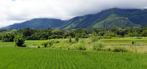 Fototapeta na wymiar Panoramic landscape of Rice field with rice plants growing in Japan