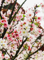 Fototapeta na wymiar Branch Fresh Blossom pink sakura in the Tianyuan Temple,Taiwan