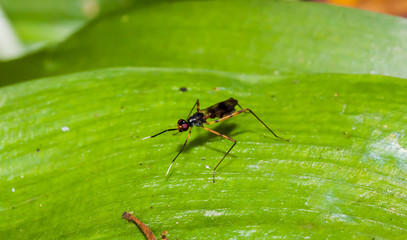 Close up black long-legged flies on the green leaf