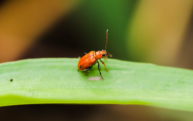 Closeup of orange Cucurbit Beetle on green leaf