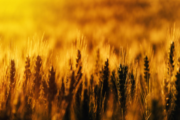 Ripe wheat field