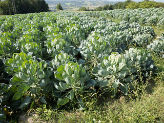 Field with spicy Brussels sprouts