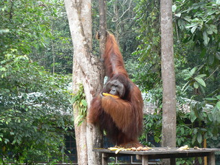 Orang outan à Bornéo © patrick