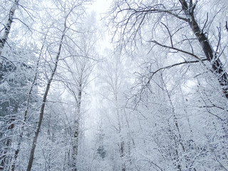 winter landscape forest in snow frost