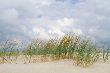 Sand Couch grass, forming an embryonic dune, the first stage of dune development
