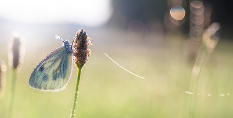 A butterfly sits on a meadow in morning dew