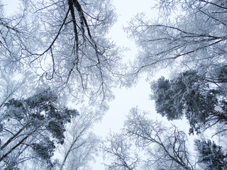 winter landscape forest in snow frost