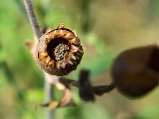 Seeds in safe house