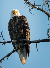 Bald eagle
