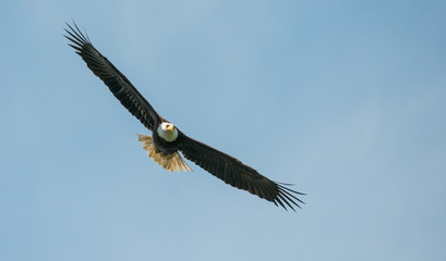 Bald eagle