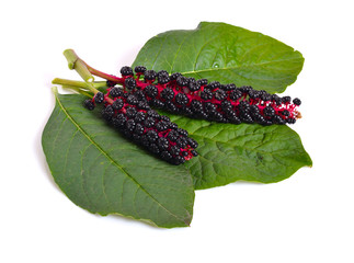 Phytolacca known as pokeweeds or pokebush, pokeberry, pokeroot or poke sallet, inkberry, ombu.