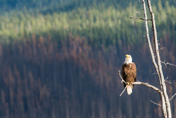 Bald eagle
