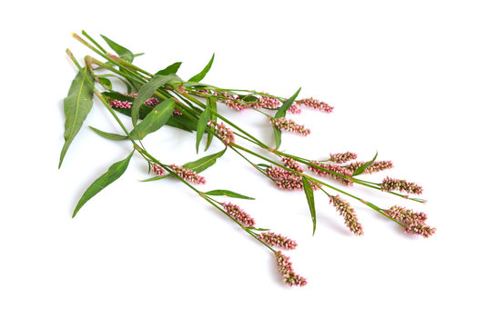 Persicaria maculosa. Common names  lady's thumb, spotted lady's thumb, Jesusplant, and redshank. Isolated.