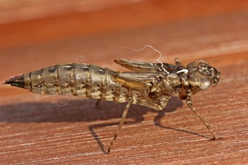 Exuvie einer Blaugrünen Mosaikjungfer (Aeshna cyanea)
