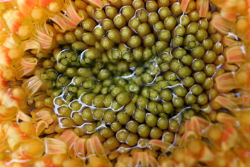 Nahaufnahme Blumenbl&uuml;te