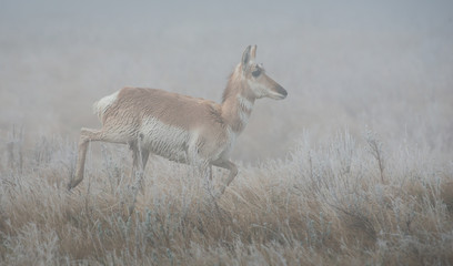 Pronghorn